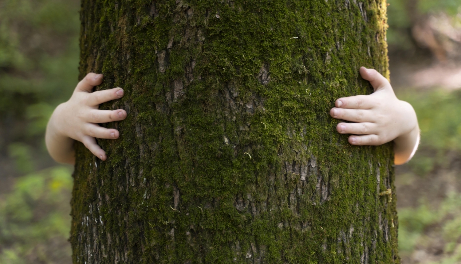 Bērna rokas un koks